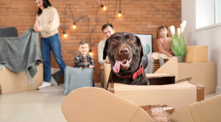 3 Tips for Moving with Pets!
