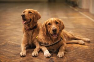 Creating a Pet-Friendly Home: The Best Home Improvements for Living with Dogs